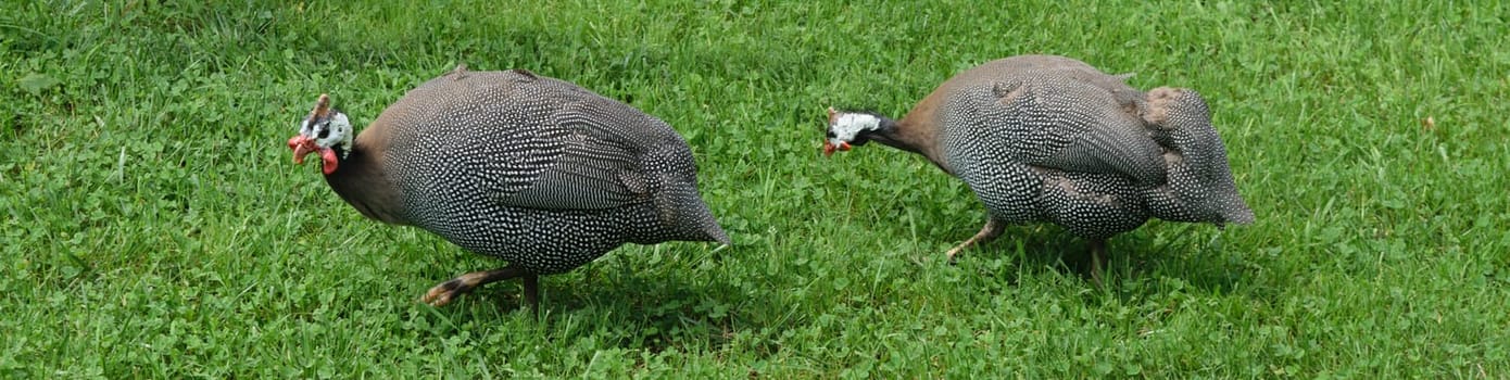 Two helmeted guinea fowls walking on green grass.