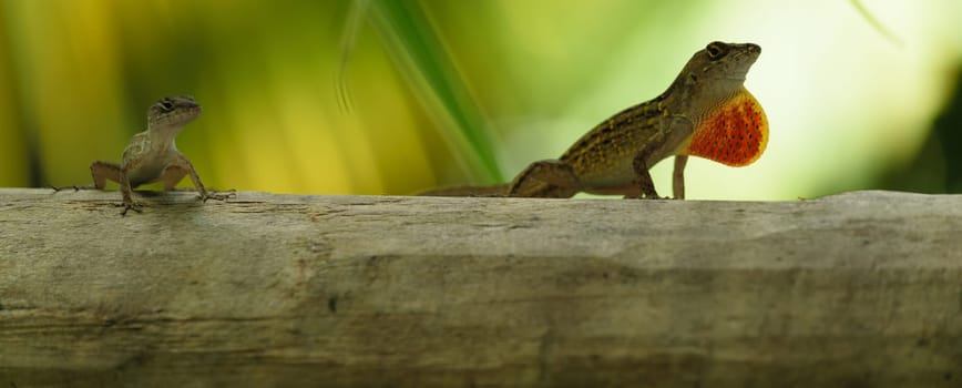 Two small lizards on a branch, one with an extended orange throat fan, in a natural outdoor setting.