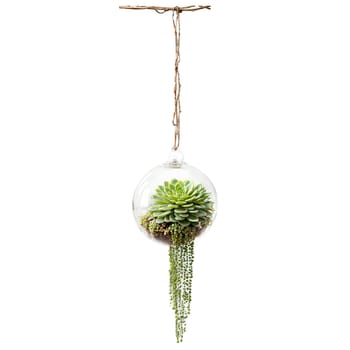 String of Pearls small round succulent leaves on long trailing stems cascading from a hanging. Plants isolated on transparent background.