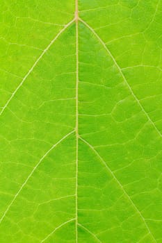 Close-up view of a green leaf with a natural pattern in daylight.