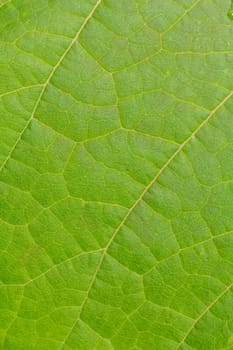 Close-up view of a green leaf with a natural pattern in daylight.