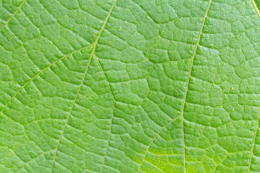 Close-up view of a green leaf with a natural pattern in daylight.