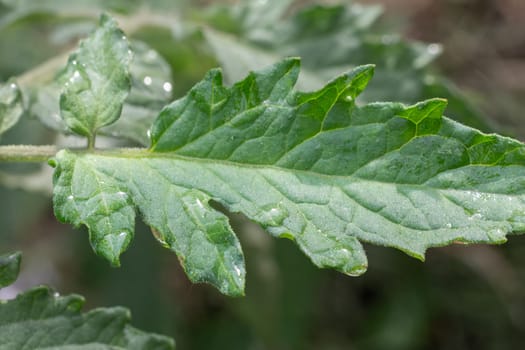 Close-up a young green tomato leaf on a bush with the blurred background. Shallow depth of field.