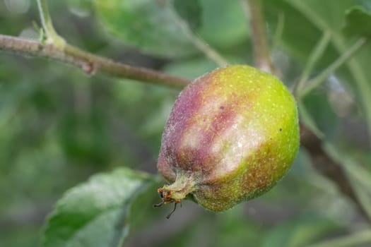 Fruit of immature apple on a branch of the tree in the orchard. Fruits growing in the garden.