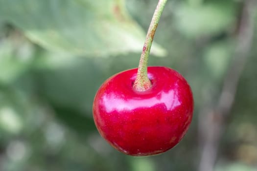 Close-up a red ripe cherry on a tree with the blurred background.