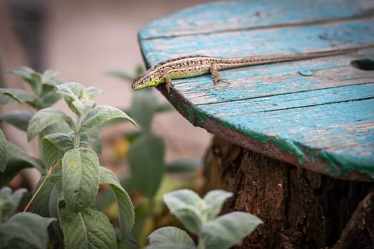 Little lizard on an old wooden board with the natural background.