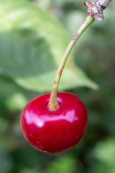 Close-up a red ripe cherry on a tree with the blurred background.