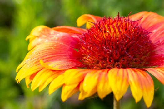 Close-up bud of an orange and yellow Gailardia flower growing in the garden.