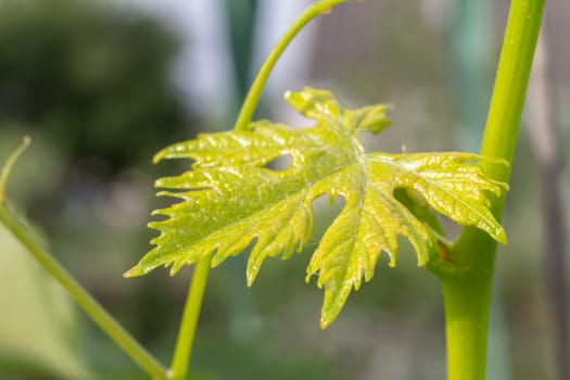 Close-up a young green grape leaf on a bush with the blurred background. Shallow depth of field.