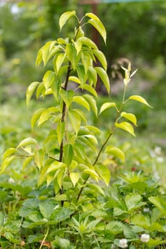 Branches of a young pear tree in a spring orchard with blurred background.