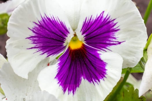 Close-up a white and purple violet growing on the flower bed.