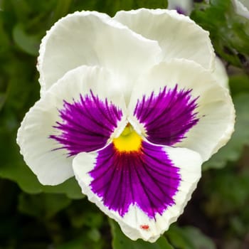 Close-up a white and purple violet growing on the flower bed.