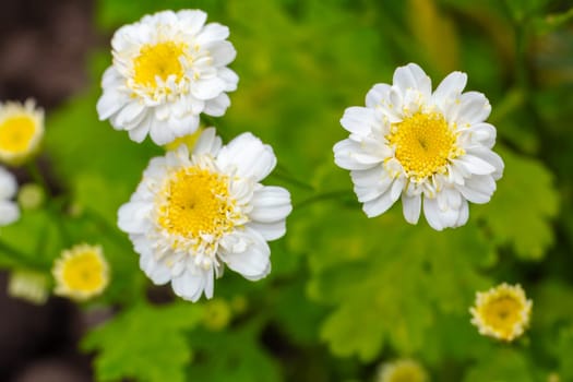 Flowers of chamomile in the garden with blurred same flowers on the background. Shallow depth of field. Natural background.