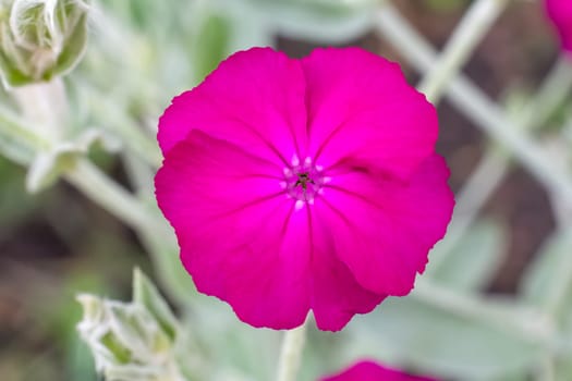Close-up a flower Silene coronaria or Lychnis coronaria with blurred natural background. Flowering plants in the garden.