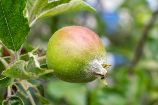 Fruit of immature apple on a branch of the tree in the orchard. Fruits growing in the garden.