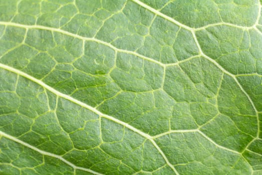 Close-up view of a green leaf with a natural pattern in daylight.