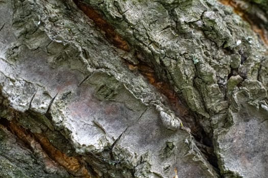 Close-up bark of an old fruit tree. Natural pattern in daylight.