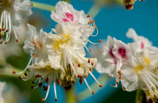 Beautiful white horse chestnut tree blossoms on a blue background. Flower head close-up.