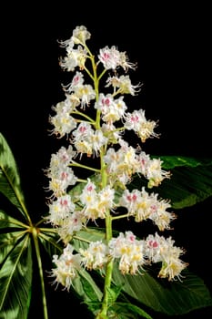 Beautiful white horse chestnut tree blossoms isolated on a black background. Flower head close-up.