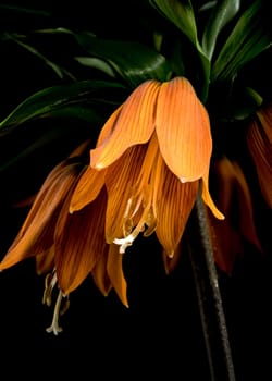 Beautiful Crown imperial flower blossom isolated on a black background. Flower head close-up.