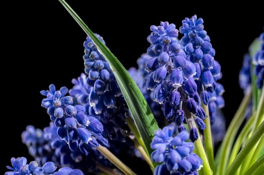 Beautiful blooming grape hyacinth Muscari Alida flower isolated on a black background. Flower head close-up.