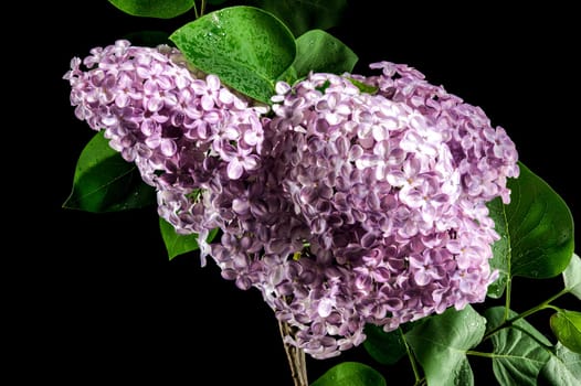 Beautiful blooming Pink flowers of Syringa vulgaris (Common lilac) isolated on a black background. Flower head close-up.