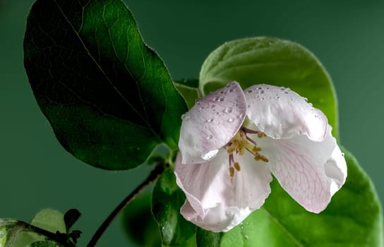 Beautiful white Quince tree flower blossom on a green background. Flower head close-up.