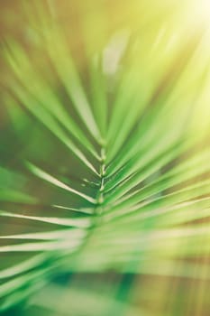 palm leaves in the sunlight - summertime backgrounds and vacations styled concept