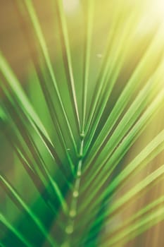 palm leaves in the sunlight - summertime backgrounds and vacations styled concept