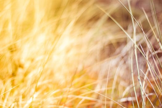 Sunshine over the summer field - beauty in nature, balanced lifestyle, environmental concept. Enjoying the sense of freedom