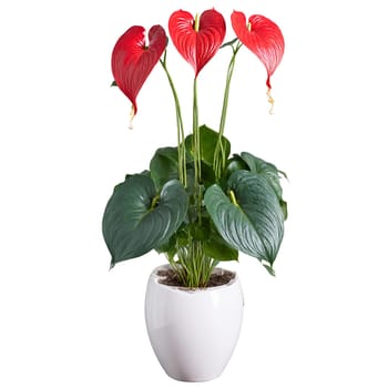 Anthurium glossy bright red heart shaped flowers and dark green leaves in a sleek white. Plants isolated on transparent background.