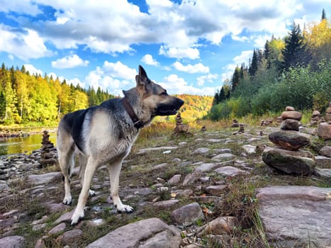 Dog German Shepherd near water of lake, river in mountain with stones and forest on the background. Russian eastern European dog veo