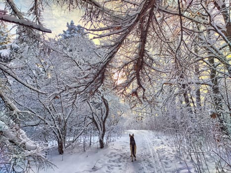 Winter Wonderland at Dusk With Snow-Covered Trees. Cold winter forest