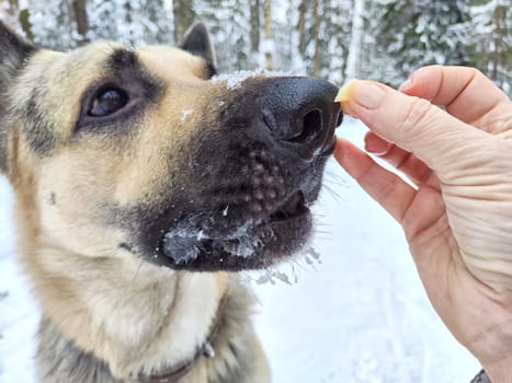 A treat for German Shepherd dog during training. Education eastern European dog veo and white snow. Partial focus