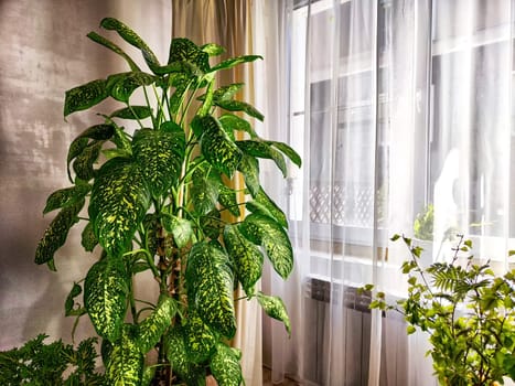 Dieffenbachia plant in a pot on a stool by the window. Retro interior in light colors. Background with plant with green leaves and fabric