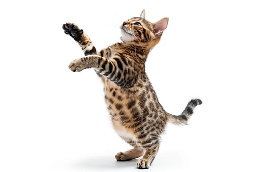 Bengal cat stands on its hind legs on a white background.