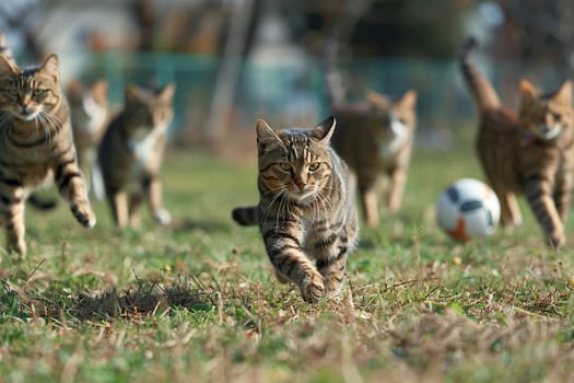 Tabby cats playing soccer with an orange ball on juicy green lawn