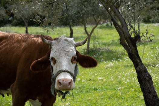 cows graze on a green field in sunny weather. HQ