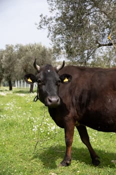 cows graze on a green field in sunny weather. HQ