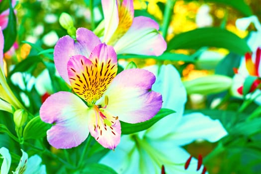 a bulbous plant with large trumpet shaped, typically fragrant, flowers on a tall, slender stem