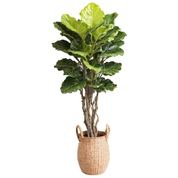 Fiddle Leaf Fig tall and upright with large glossy violin shaped leaves in a woven. Plants isolated on transparent background.
