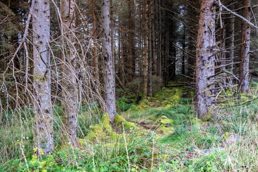 The forest at Letterilly by Glenties, County Donegal, Ireland.