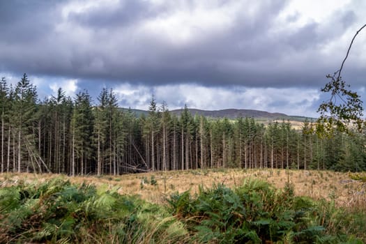 The forest at Letterilly by Glenties, County Donegal, Ireland.