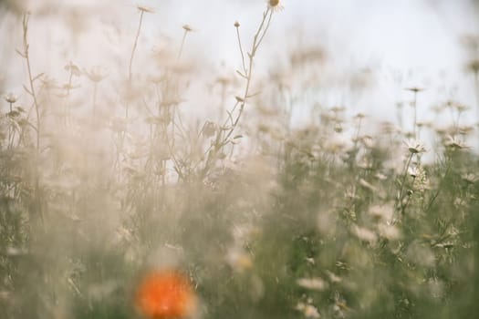 Daisy Chamomile background. Beautiful nature scene with blooming chamomilles in sun flare. Sunny day. Summer flowers