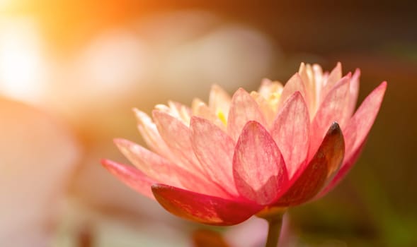 Pink lotus water lily flower in pond, waterlily with green leaves blooming.