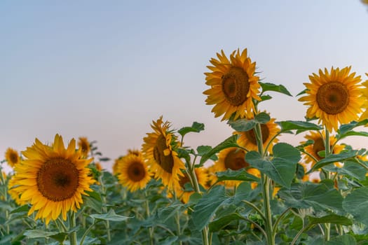 Field sunflowers in the warm light of the setting sun. Summer time. Concept agriculture oil production growing