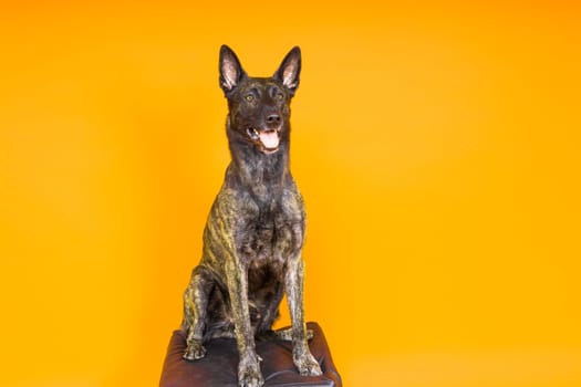 Dutch shepherd dog sitting in a chair in a studio