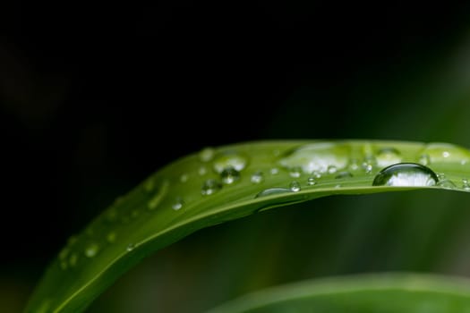 Raindrops on fresh green leaves on a dark background.