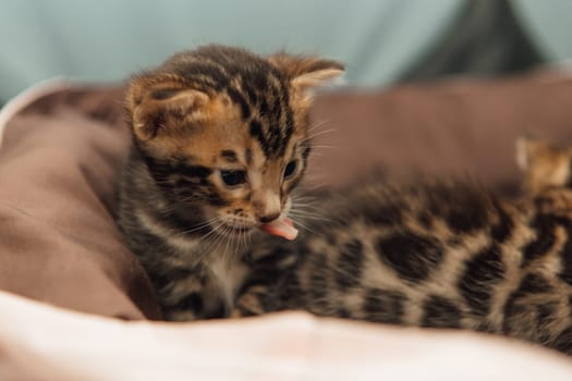Closee-up faces of cute bengal one month old kittens laying on the cat's pillow