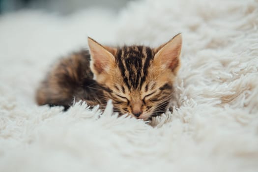 Cute marble one month old bengal kitten sleeping on the white fury blanket.